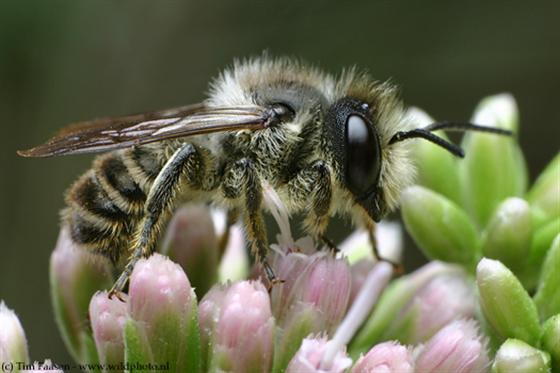 Megachile centuncularis (Linnaeus, 1758)